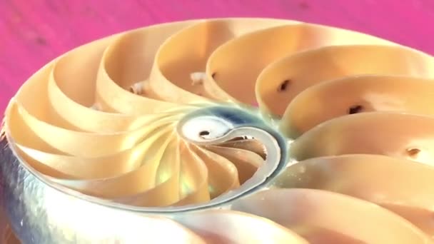 Nautilus Shell Symmetry Fibonacci Golden Ratio Sequence Number Material Footage — Vídeos de Stock