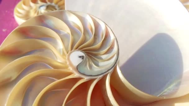 nautilus shell symétrie Fibonacci golden ratio séquence numéro stock vidéo