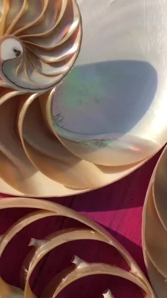 nautilus shell symétrie Fibonacci golden ratio séquence numéro stock vidéo