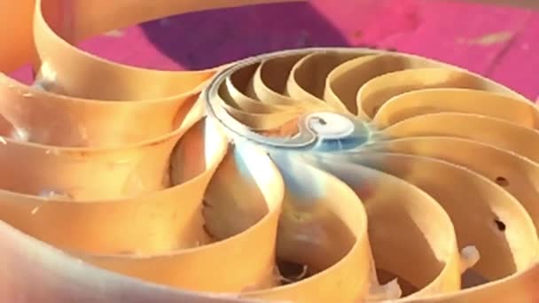 Shell Nautilus Pearl Fibonacci Sequence Symmetry Cross Section Spiral Shell — Stok video