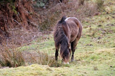 Exmoor Pony ya da fundalıktaki midilliler İngiliz adalarına özgü bir attır. Devon ve Somerset 'in güneybatısında hala vahşi yaşarlar.,