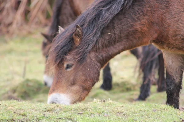 Exmoorポニー Exmoor Pony またはポニー ムーア Ponies Moor イギリスの島に生息する馬の一種で デヴォンとサマセット州南西部に生息する — ストック写真