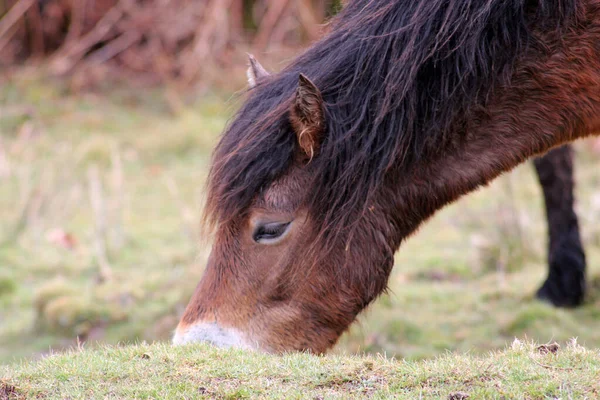 Exmoor Pony Fundalıktaki Midilliler Ngiliz Adalarına Özgü Bir Attır Devon — Stok fotoğraf