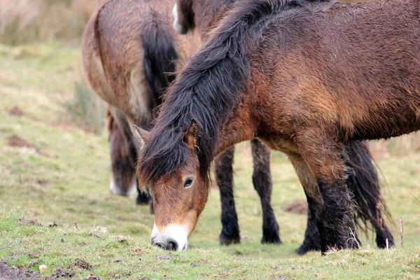 Exmoor Pony Pôneis Charneca São Uma Raça Cavalos Nativos Das — Fotografia de Stock