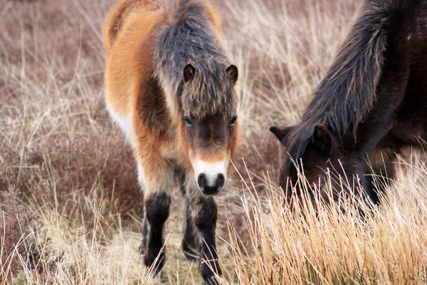 Exmoor Poney Poneys Sur Lande Sont Une Race Chevaux Indigènes — Photo