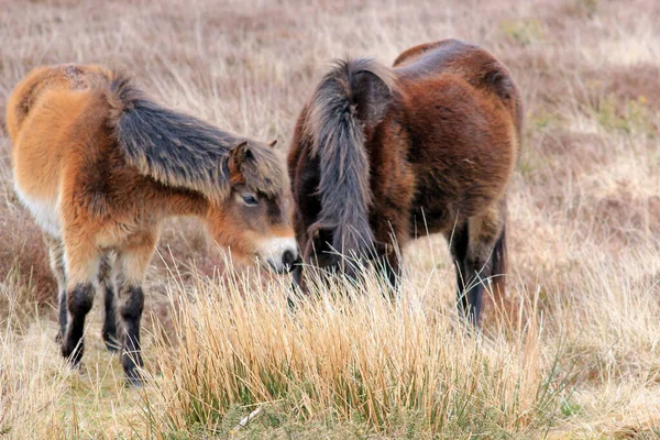 Exmoor Pony Oder Ponys Auf Moor Sind Eine Pferderasse Die — Stockfoto