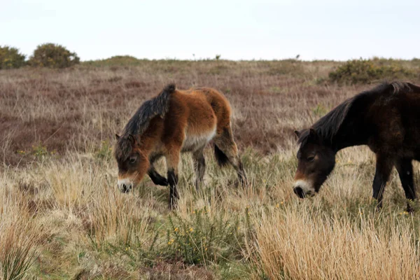 Exmoor Pony Oder Ponys Auf Moor Sind Eine Pferderasse Die — Stockfoto