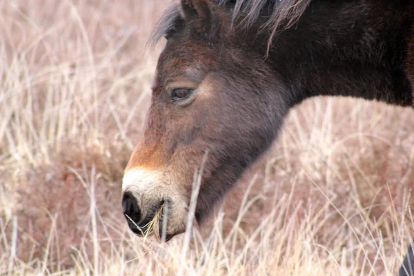 在英格兰南部的德文郡和萨默塞特 麋鹿或草原上的小马是原产于英国岛屿的一种马 它们仍然生活在野外 — 图库照片