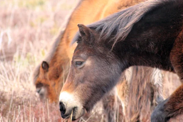 Exmoor Pony Nebo Poníci Blatech Jsou Plemeno Koní Původem Britských — Stock fotografie