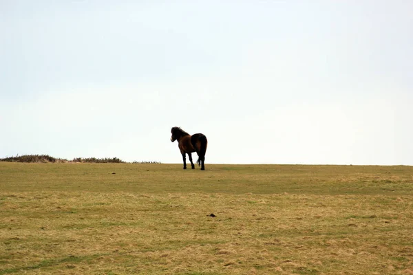 Exmoor Poney Poneys Sur Lande Sont Une Race Chevaux Indigènes — Photo