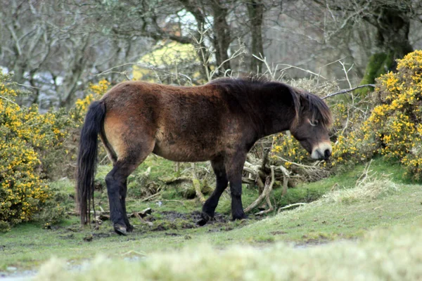 Exmoor Poney Poneys Sur Lande Sont Une Race Chevaux Indigènes — Photo