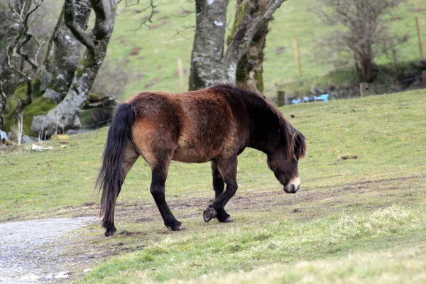 在英格兰南部的德文郡和萨默塞特 麋鹿或草原上的小马是原产于英国岛屿的一种马 它们仍然生活在野外 — 图库照片