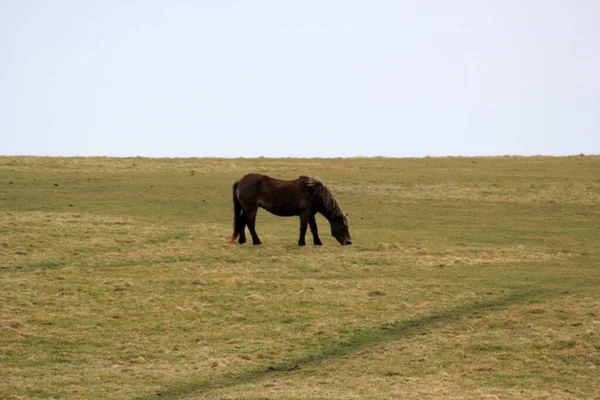 Exmoor Pony Oder Ponys Auf Moor Sind Eine Pferderasse Die — Stockfoto