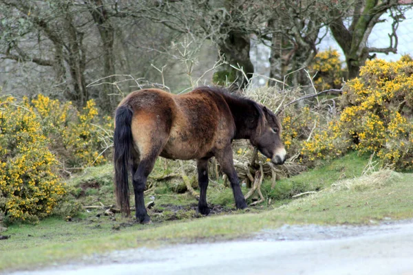 Exmoor Poney Poneys Sur Lande Sont Une Race Chevaux Indigènes — Photo