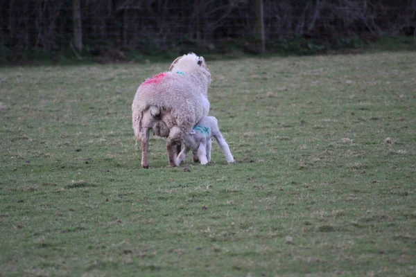 Moutons Agneaux Printemps Champ Tout Fond Blanc Avec Herbe Verte — Photo