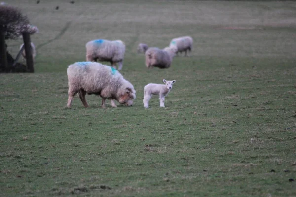 春の羊と子羊フィールド緑の芝生と空のコピースペースとすべての白い背景 — ストック写真