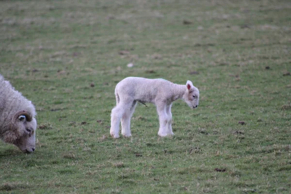 Πρόβατα Και Αρνιά Την Άνοιξη Πεδίο Όλα Λευκό Φόντο Πράσινο — Φωτογραφία Αρχείου