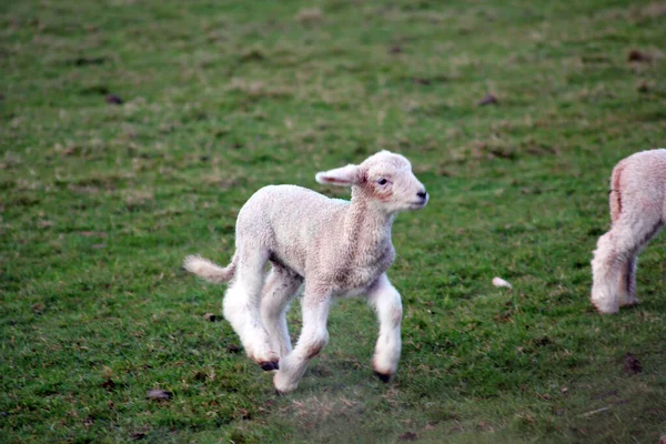 Owce Jagnięta Wiosną Pole Wszystkie Białe Tło Zieloną Trawą Przestrzeń — Zdjęcie stockowe