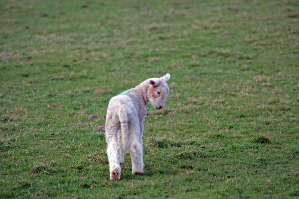 Schafe Und Lämmer Frühling Feld Ganz Weißen Hintergrund Mit Grünem — Stockfoto