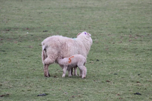 Moutons Agneaux Printemps Champ Tout Fond Blanc Avec Herbe Verte — Photo