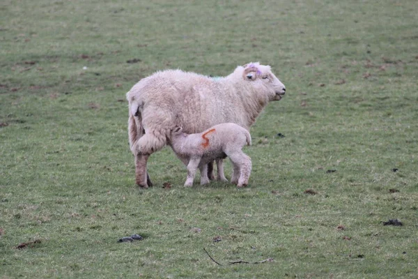 Moutons Agneaux Printemps Champ Tout Fond Blanc Avec Herbe Verte — Photo