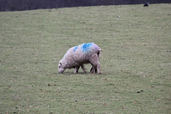 Moutons Printemps Champ Tout Fond Blanc Avec Herbe Verte Espace — Photo