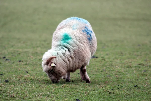 Owce Wiosną Pole Wszystkie Białe Tło Zieloną Trawą Przestrzeni Kopiowania — Zdjęcie stockowe