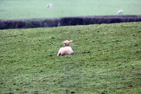 Agneau Mouton Printemps Champ Tout Fond Blanc Avec Herbe Verte — Photo