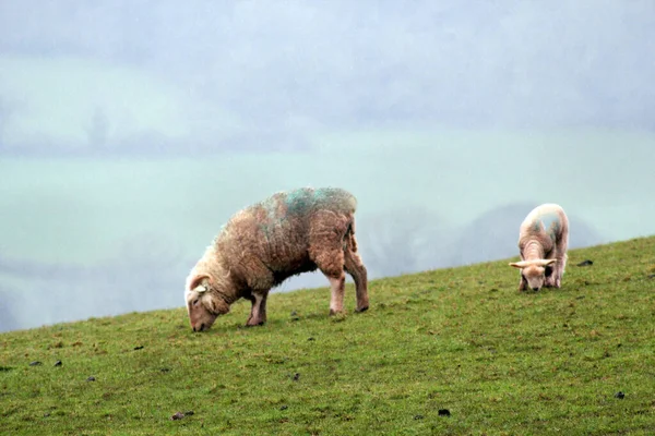 Moutons Agneaux Printemps Champ Tout Fond Blanc Avec Herbe Verte — Photo