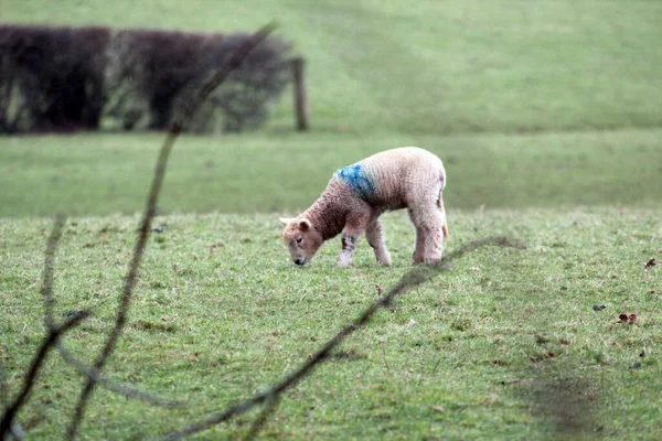 春田背景下的绵羊和羊羔 绿草场复制空间 — 图库照片