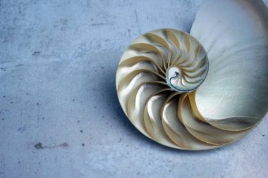 Fotokopi alanı ile Nautilus kabuğu beton taş arkaplan kesiti simetrisi Fibonacci spiral dizisi 
