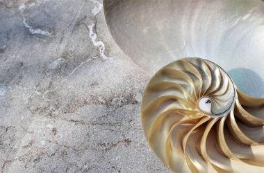 shell nautilus pearl Fibonacci sequence symmetry cross section spiral shell structure golden ratio background nature pattern mollusk shell (nautilus pompilius) copy space half split stock photo 