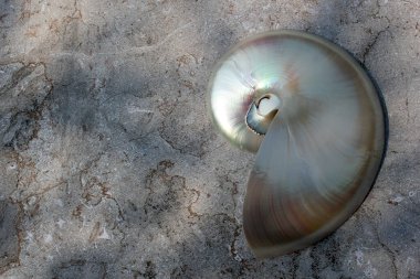 Fotokopi alanı ile Nautilus kabuğu beton taş arkaplan kesiti simetrisi Fibonacci spiral dizisi 