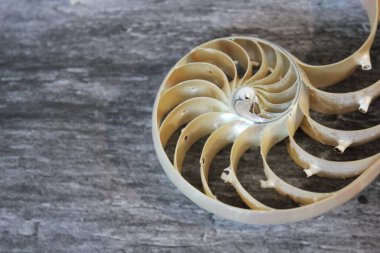 Fotokopi alanı ile Nautilus kabuğu beton taş arkaplan kesiti simetrisi Fibonacci spiral dizisi 