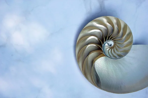 Nautilus Shell Kopií Prostor Beton Kámen Pozadí Průřez Symetrie Fibonacci — Stock fotografie