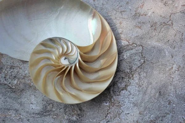 Nautilus Shell Con Spazio Copia Pietra Concreta Fondo Sezione Simmetria — Foto Stock