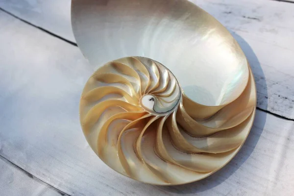 Nautilus Schelp Met Kopieerruimte Beton Steen Achtergrond Doorsnede Symmetrie Fibonacci — Stockfoto