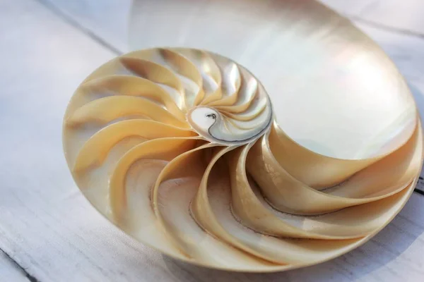 Раковина Nautilus Pearl Фибоначчи Последовательность Симметрии Поперечного Сечения Спираль Структуры — стоковое фото