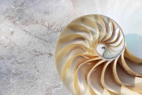 Nautilus Schelp Met Kopieerruimte Beton Steen Achtergrond Doorsnede Symmetrie Fibonacci — Stockfoto