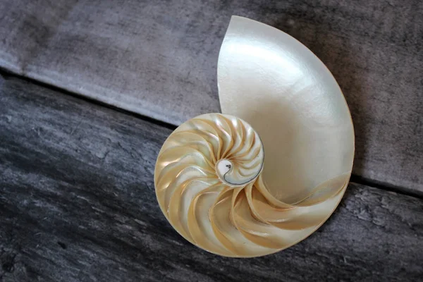 Shell Nautilus Com Espaço Cópia Pedra Concreto Fundo Simetria Seção — Fotografia de Stock