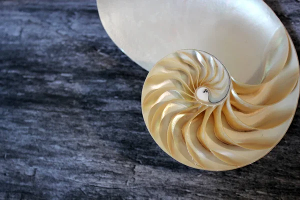 Coquille Nautilus Perle Fibonacci Séquence Symétrie Coupe Transversale Spirale Structure — Photo