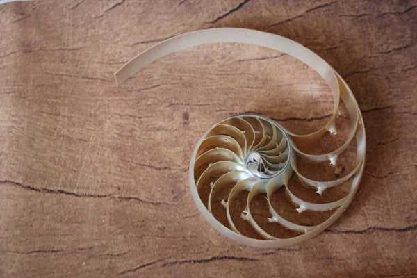 Nautilus Shell Mit Kopierraum Beton Stein Hintergrund Querschnitt Symmetrie Fibonacci — Stockfoto