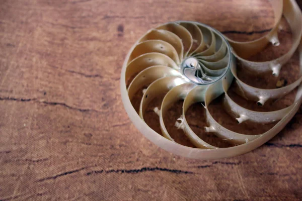 Shell Nautilus Com Espaço Cópia Simetria Seção Transversal Fundo Madeira — Fotografia de Stock