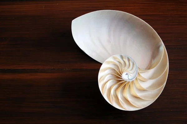 Coquille Nautilus Perle Fibonacci Séquence Symétrie Coupe Transversale Spirale Structure — Photo