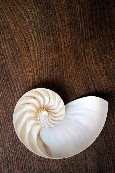 Nautilus Shell Kopií Prostoru Dřevěné Pozadí Průřez Symetrie Fibonacci Spirální — Stock fotografie