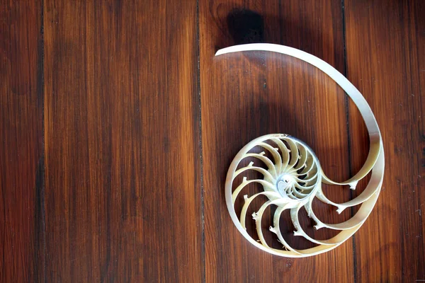 Nautilus Shell Kopií Prostoru Dřevěné Pozadí Průřez Symetrie Fibonacci Spirální — Stock fotografie