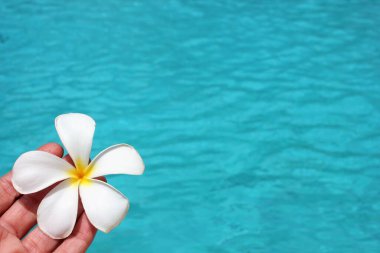 Frangipani çiçeği tropikal havuz kenarı spa merkezi arka planında fotokopi alanı fotoğraflı resim