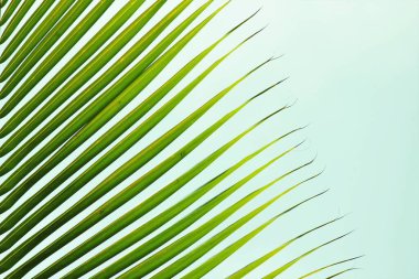 Areca palmiye ağacının tropikal yaprak arkaplan deseni veya gökyüzü kopya alanı ile benzer 