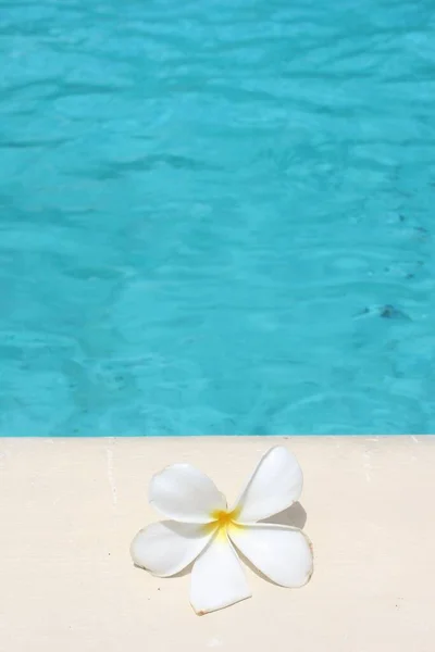 Frangipani Blume Tropischen Pool Spa Resort Hintergrund Mit Kopie Raum — Stockfoto