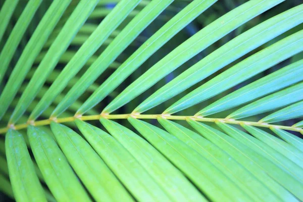 Tropical Leaf Background Pattern Areca Palm Tree Similar Sky Copy — Fotografia de Stock